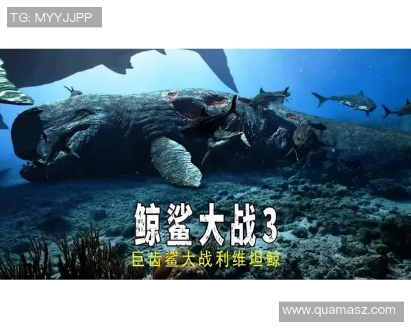 京都与长崎航海DS激战在即谁能在这场对决中笑到最后